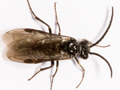 Epria sexpunctata